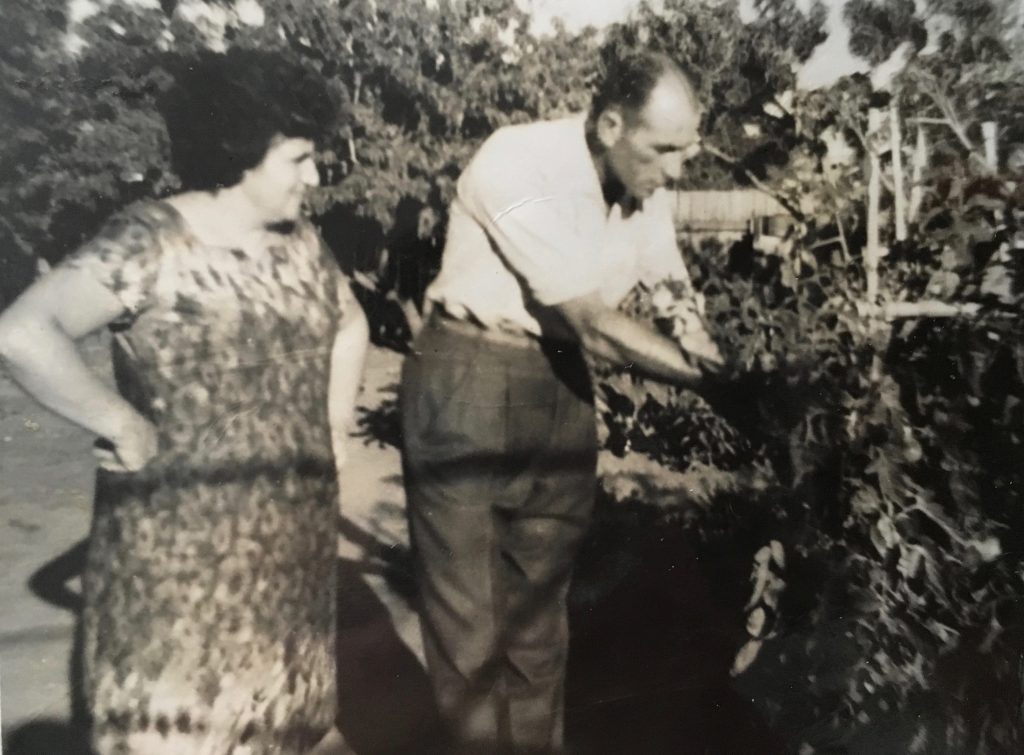 Gilda Simeoni & Romeo Favaro - tomato crop on Frogmore Road c 19XX